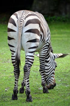 Zebra Eating Grass, Summer photo
