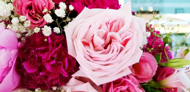 Beautiful pink rose with another flower for background. Beauty of Nature, Natural wallpaper, Celebration, Gift, love or lover and Valentine day concept photo