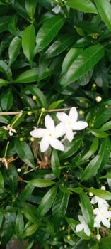 Ki tolod wild plant specimen photo