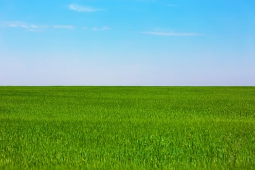 Green plain field photo