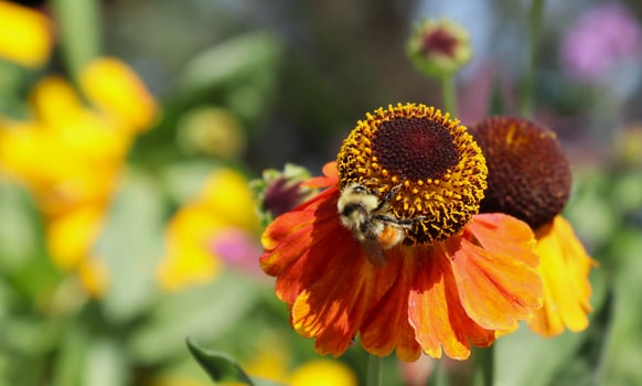 Bumblebee on flower photo