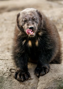 Wolverine in zoo photo