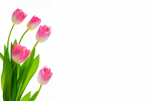 spring colorful flowers tulips. floral collection. photo