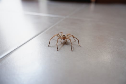 spiders crawling on the wall as a background photo