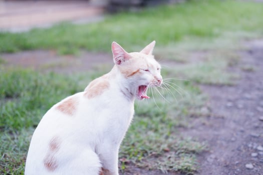 adorable cute cat as a background photo