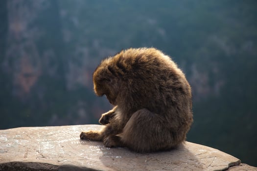 Golden mountain monkey photo