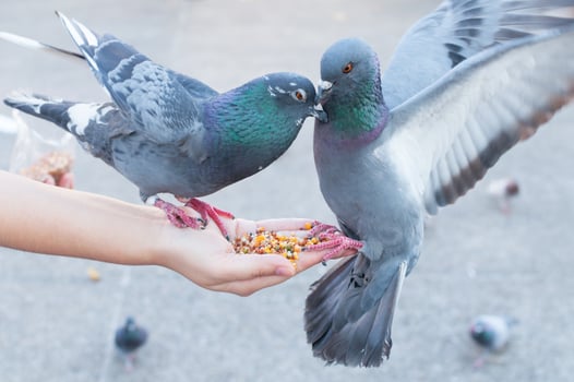 Pigeon eating from woman hand on the park,feeding pigeons in the park at the day time photo