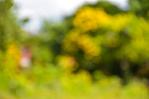 Bokeh light sunlight beauty nature in garden photo
