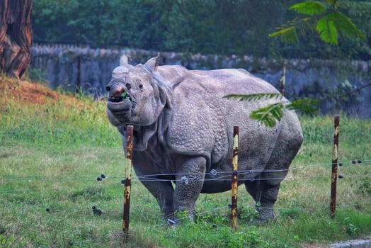 Large rhinoceros in a zoo photo