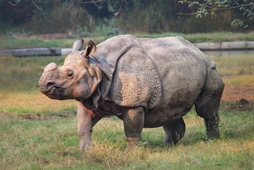 Large rhinoceros in a zoo photo