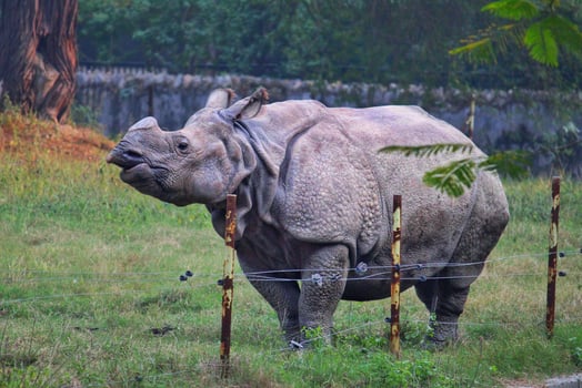 Large rhinoceros in a zoo photo