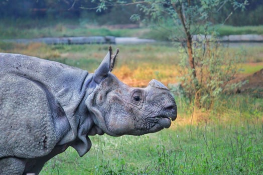 Large rhinoceros in a zoo photo