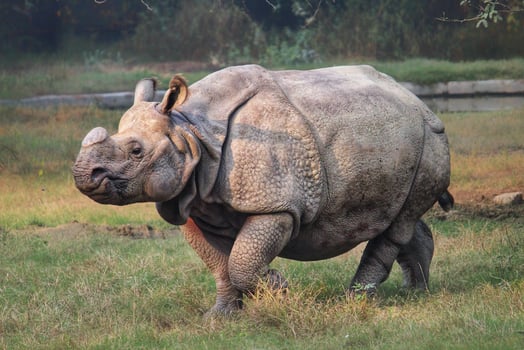 Large rhinoceros in a zoo photo
