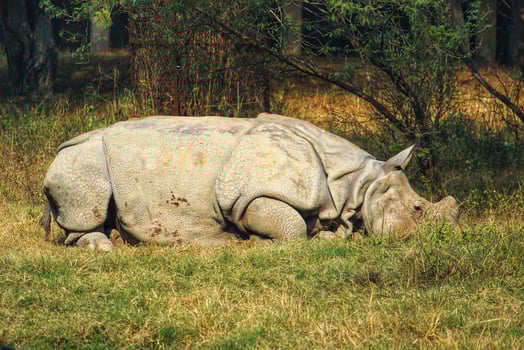 Large rhinoceros in a zoo photo