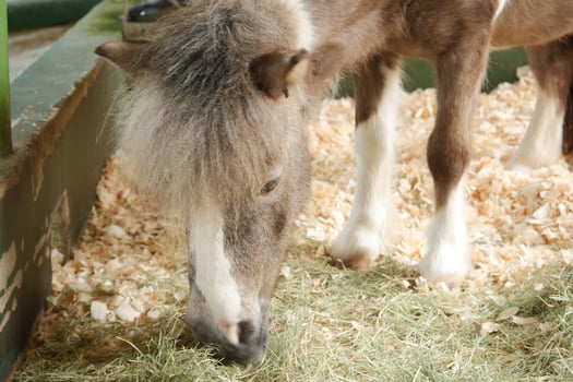 Miniature Pony Horse, razing Grass photo
