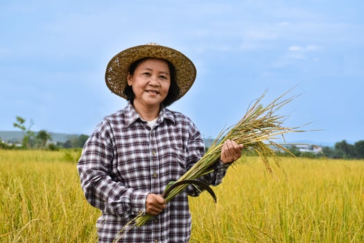 Portrait of an elderly Asian woman farmer is holding a bouquet of riceear and standing near her rice paddy field happily. Healthy life and happy life after retirement concept. photo