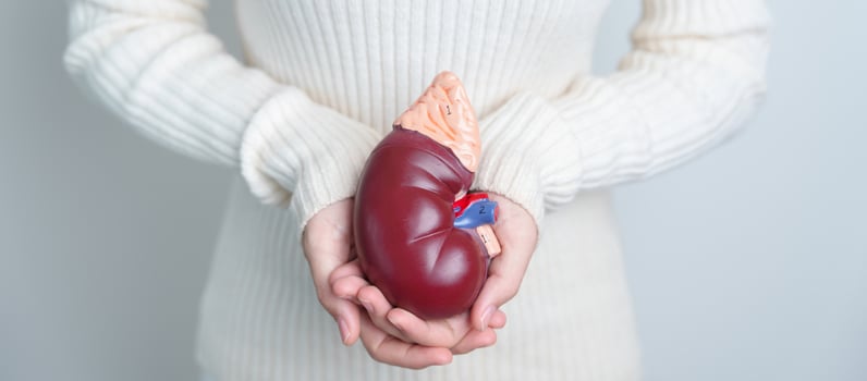 woman holding Anatomical human kidney Adrenal gland model. disease of Urinary system and Stones, Cancer, world kidney day, Chronic kidney and Organ Donor Day concept photo