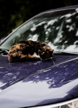 A cat sleeping on the car. photo