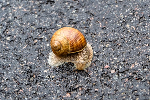 Big garden snail in shell crawling on wet road hurry home photo