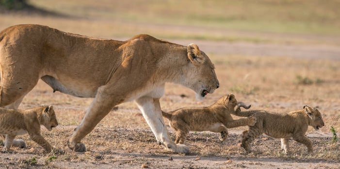 A Lioness and her cubs in Masai Mara National Park. photo