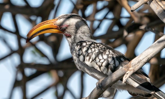 A perched Southern Yellow Billed Hornbill in Namibia photo
