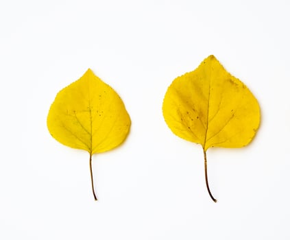 two yellow dried apricot leaves on a white background photo