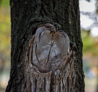 sawn big branch on acacias, a section of a tree knot with rings photo