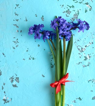 bouquet of blue hyacinths photo