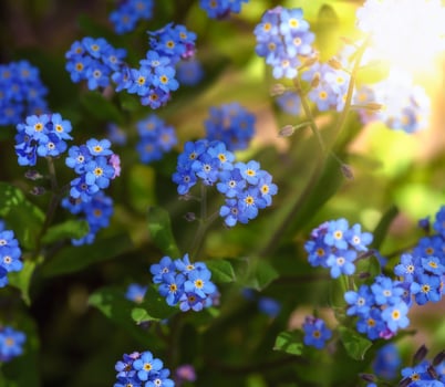 bushes with small blue flowers and green leaves in the sun photo