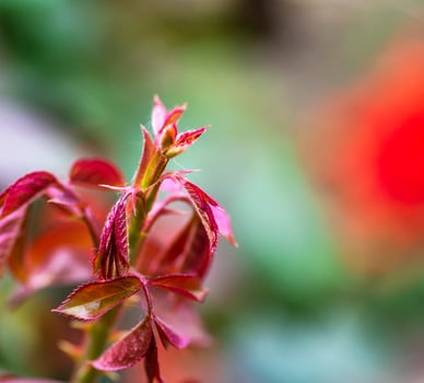 red young rose bush shoot, selective focus photo