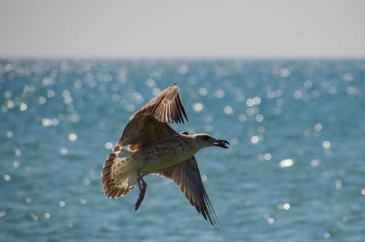 Flying seagull on the sea background photo