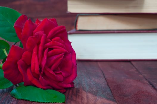 Large red blooming rose with drops of water photo