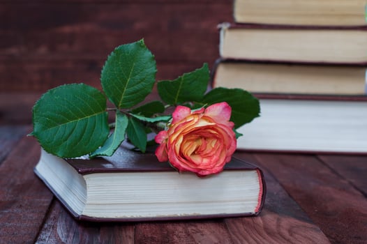Yellow rose lays on the book photo