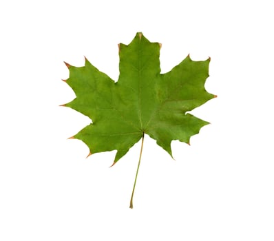 green maple leaf isolated on white background photo