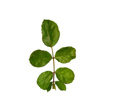 young rose branch with  green leaves photo