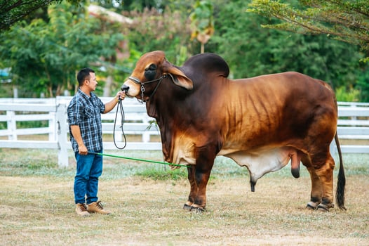 Asian young farmer man with cow in cowshed on dairy farm. Agriculture industry, farming, people, technology and animal husbandry concept. photo