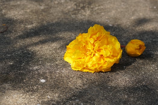 Supannika flowers on the cement floor photo