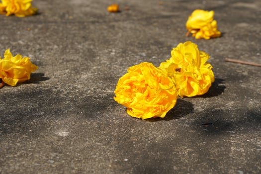 Supannika flowers on the cement floor photo