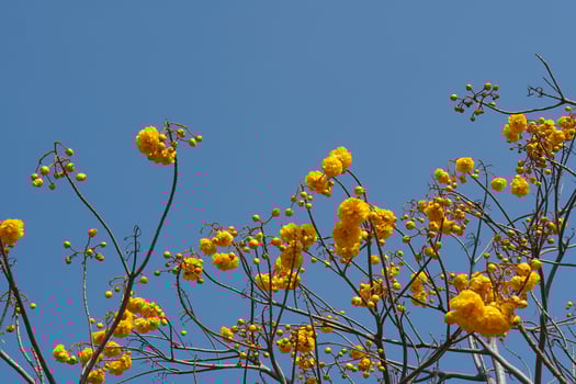 supannika flower blue sky background photo