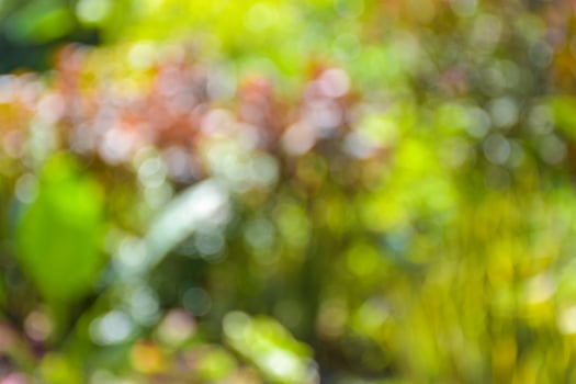 bokeh light soft blur beauty nature background photo