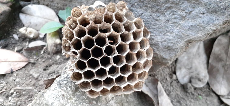 dry bee hive photo