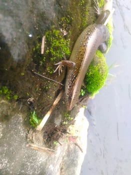 lizard on the river bank photo