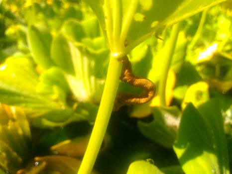 caterpillars on the leaves photo