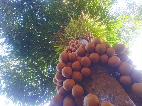Javanese apple palace fruit photo