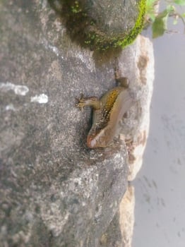 lizard on the river bank photo