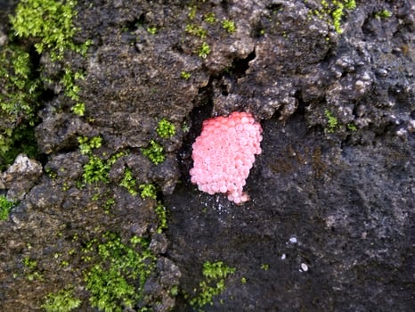 snail eggs in the embankment photo