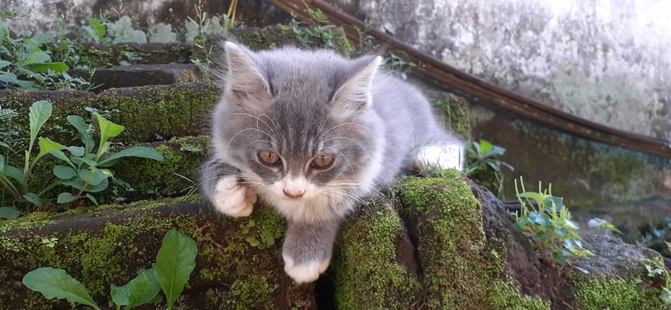 a kitten in a pile of bricks photo