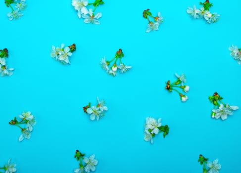 blue background with blooming white flowers and green stems of cherry photo