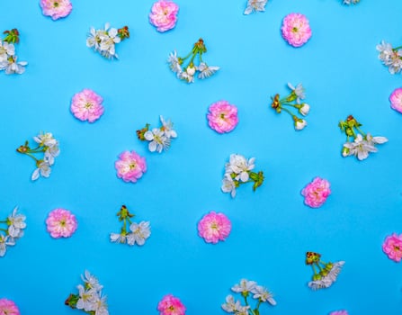 blue background with blooming white and pink flowers photo