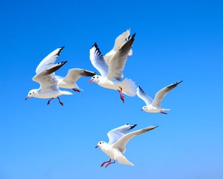 A flock of white gulls floating in the air photo